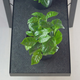 Illustration for article titled Shelving That Automatically Waters Your Plants, Even When You Forget